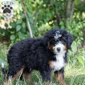 Sunny, Bernedoodle Puppy